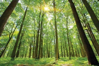 seremban forest